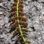 Asplenium foreziense Fuelha