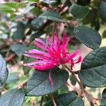 Loropetalum chinense Flower