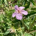 Geranium viscosissimum Kvet