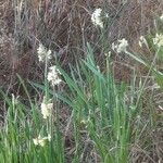 Narcissus tazetta Blüte
