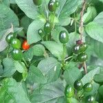 Capsicum baccatum Gyümölcs