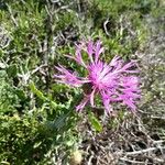 Centaurea sphaerocephala花