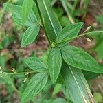 Desmodium paniculatum Leaf