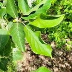 Pterostyrax corymbosus List