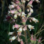 Heuchera parishii फूल