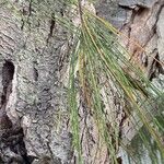 Casuarina equisetifolia Лист