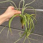 Tillandsia bulbosa Hoja