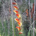 Gladiolus dalenii Floare