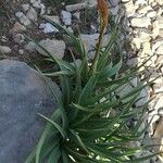 Crinum bulbispermum Habit