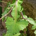 Lactuca muralis Leaf
