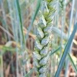 Triticum aestivum Frukt