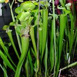 Sarracenia leucophylla Hábito