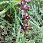 Anacamptis coriophora 整株植物