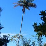 Oenocarpus bacaba Kukka