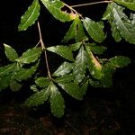 Terminalia amazonia Hoja