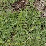 Artemisia atrata Habitat