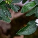 Serissa japonica പുഷ്പം