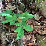 Panax quinquefolius Blad