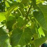 Jatropha curcas Blatt