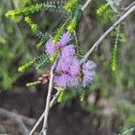 Melaleuca gibbosa Blüte