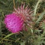 Carduus nutans Flower