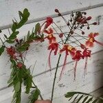 Caesalpinia pulcherrimaΛουλούδι