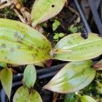 Tricyrtis formosana Hoja