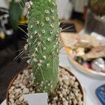Cleistocactus hyalacanthus Liść