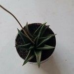 Haworthia limifolia Blatt