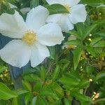 Rosa laevigata Λουλούδι