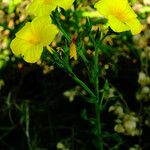 Linum flavum Συνήθη χαρακτηριστικά