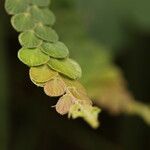 Phyllodium pulchellum Leaf