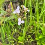 Murdannia graminea Flower