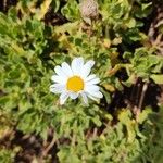 Argyranthemum thalassophilum Flower