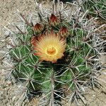 Ferocactus herrerae 花