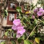 Mansoa alliacea Flower