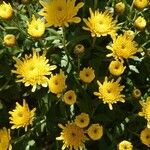 Chrysanthemum indicum Квітка