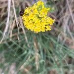 Alyssum serpyllifolium Çiçek