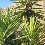 Yucca aloifolia Blatt