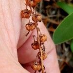 Orthilia secunda Fruit