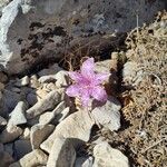 Colchicum variegatum Cvet