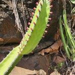 Euphorbia scarlatina Λουλούδι