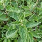 Urtica dioica Ліст