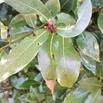 Laurus nobilis Leaf