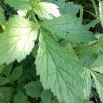 Geum macrophyllumBlad