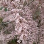 Tamarix parviflora Flower