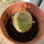 Mammillaria spinosissima Leaf