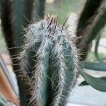 Pilosocereus leucocephalus Habit