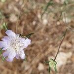 Lomelosia argentea Fleur