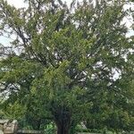 Taxus brevifolia Habitat